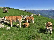 In Linzone spettacolo di narcisi e muscari - 15magg23-FOTOGALLERY